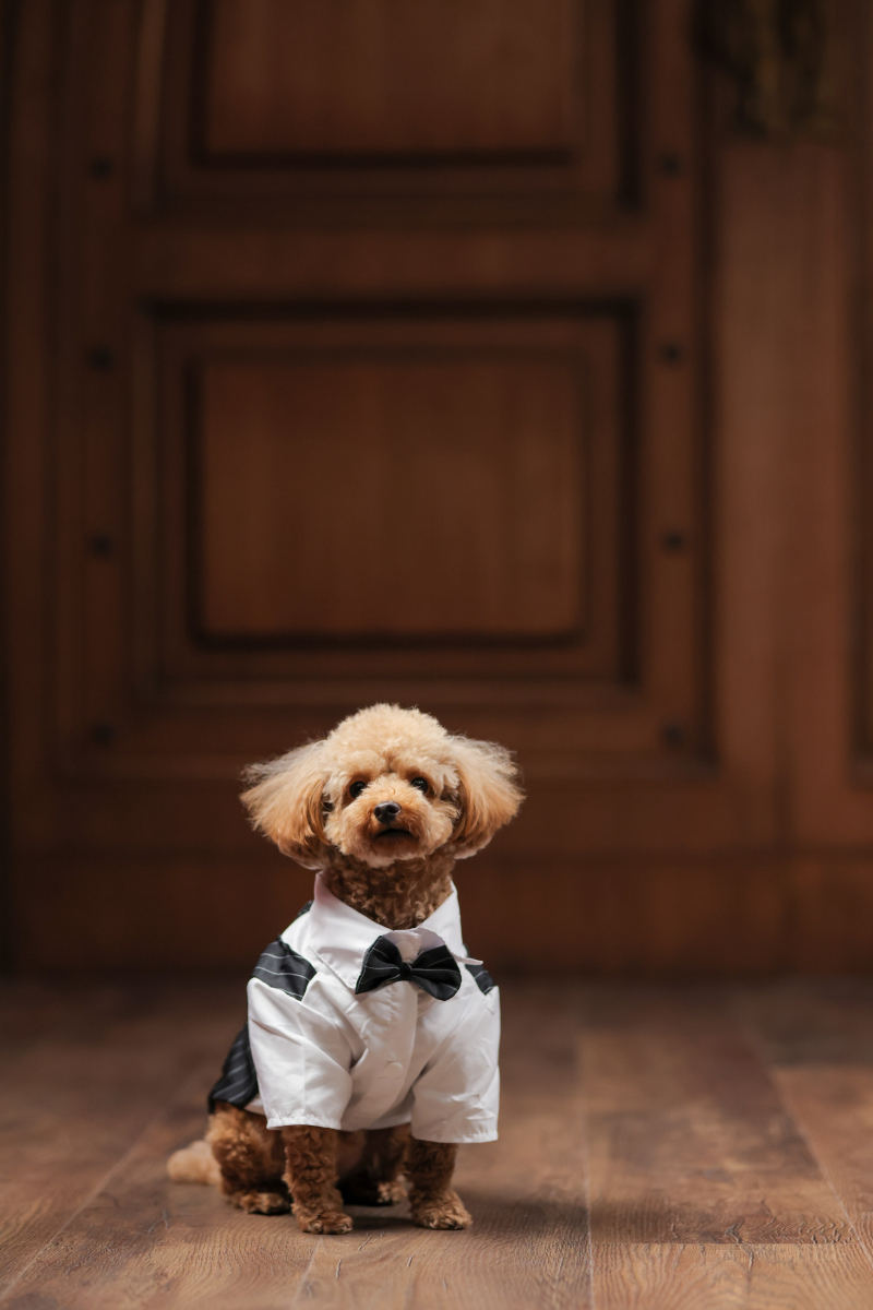 ワンちゃんショット。