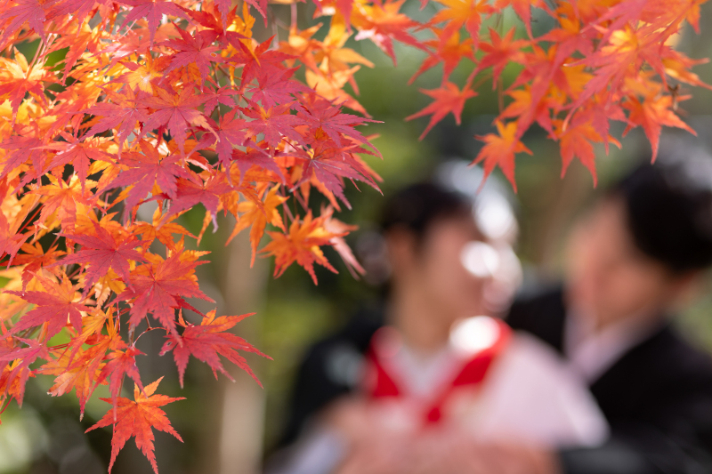 【和装ロケーションプラン】秋を感じる紅葉ロケ!