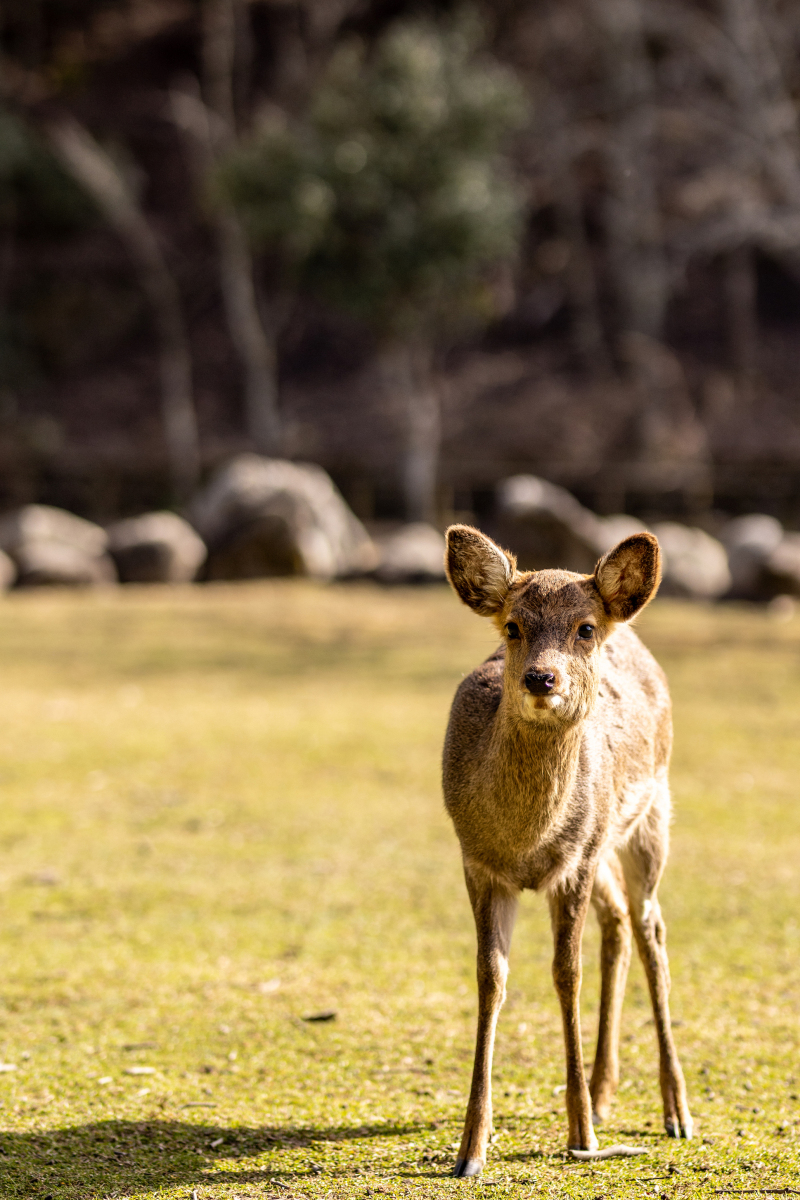 見守るシカさん