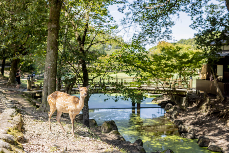 まさかの鹿さんソロカット
