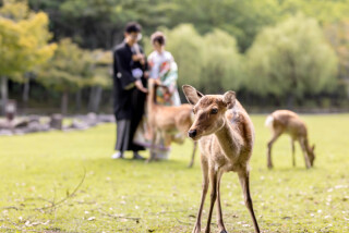 【奈良公園】ロケーション撮影レポート