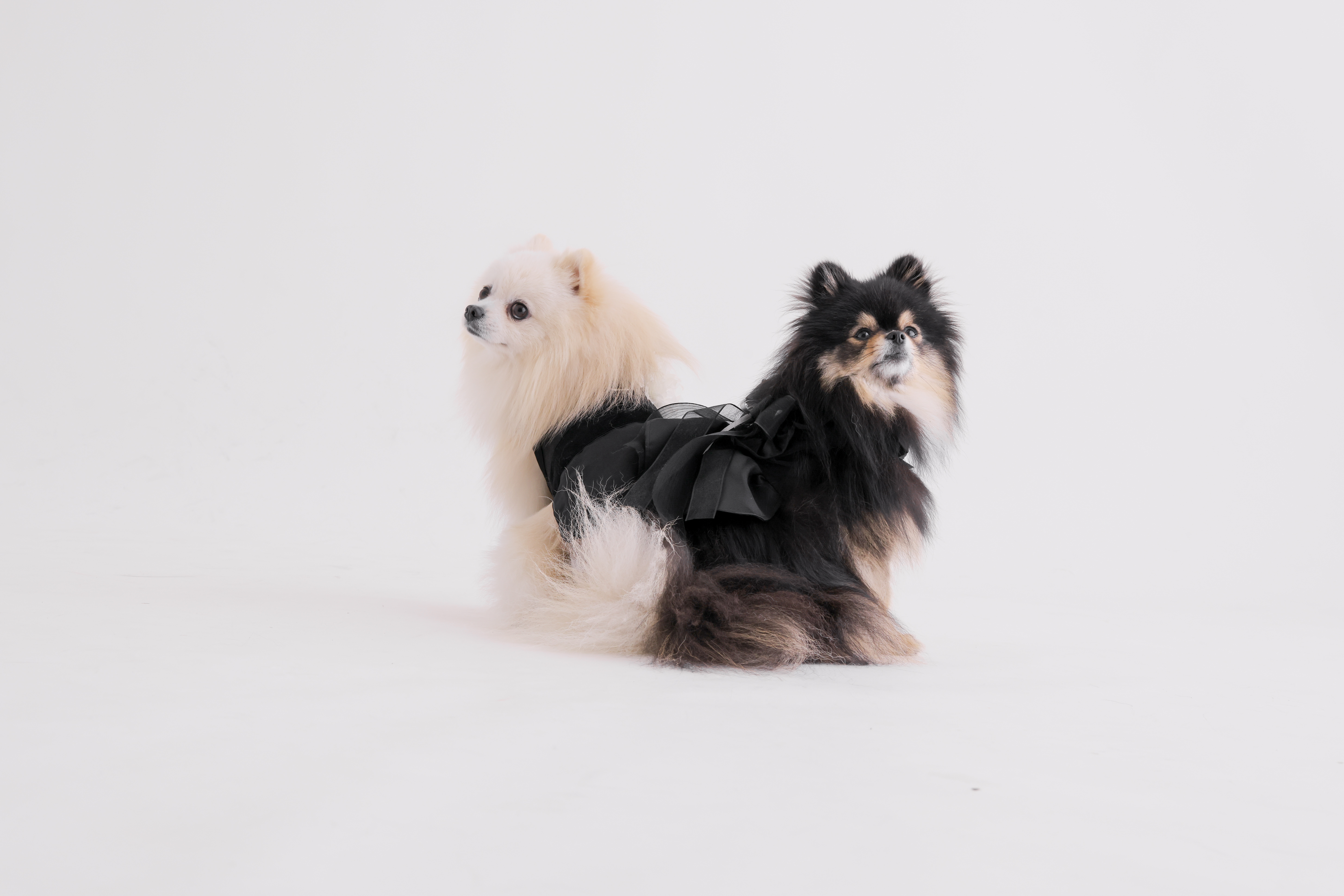 Point1 多彩な撮影シーン