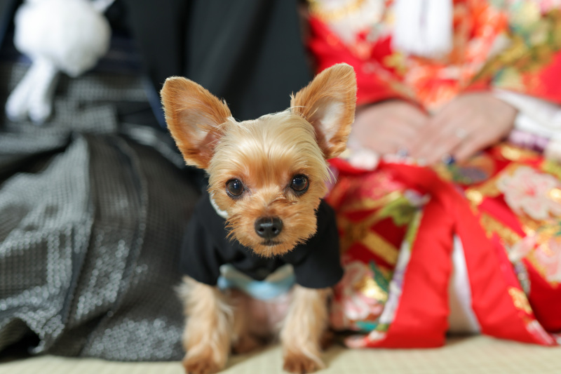 studio clori. OSAKA_ペットと一緒に撮影できる