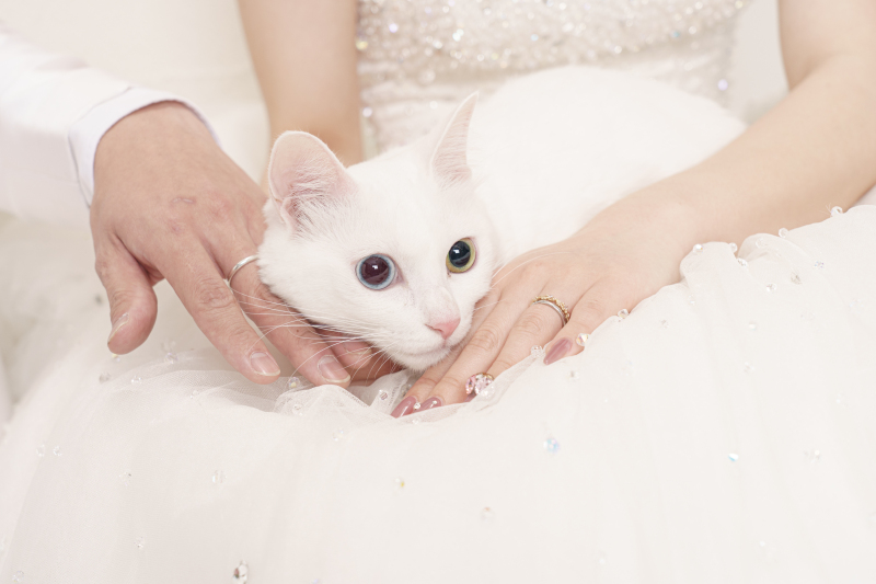 ねこちゃんファーストで撮影は進みます！