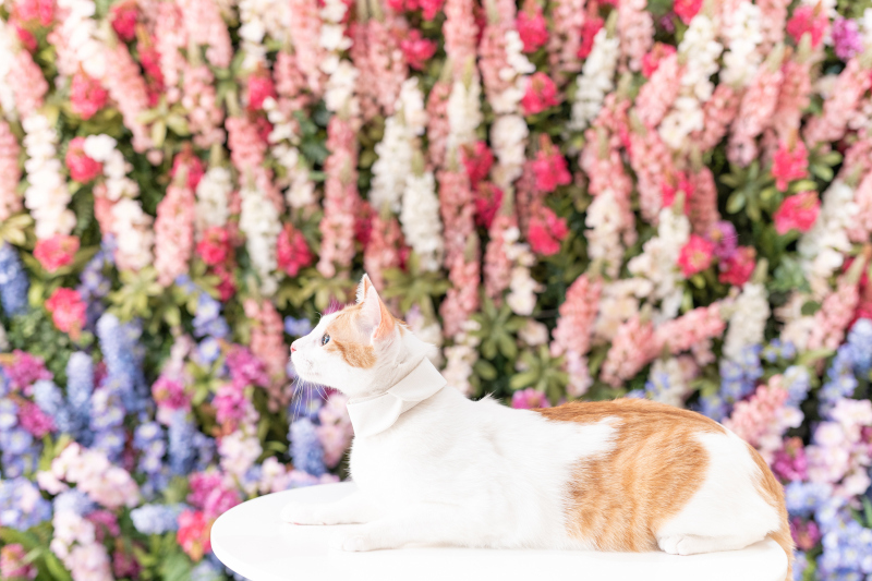 背景に負けない可愛さと美しさ