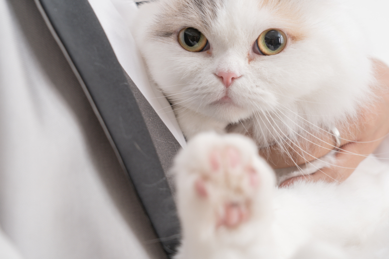 かわいい肉球♡