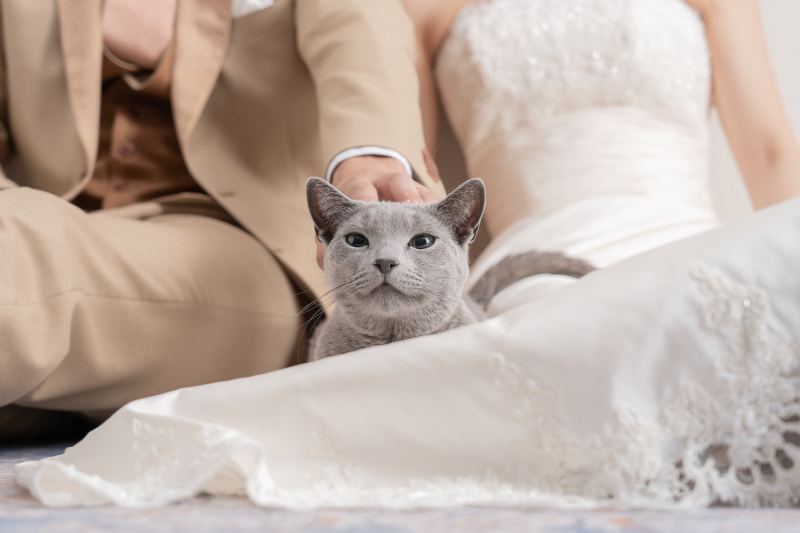  猫ちゃんのカメラ目線をいただきました！