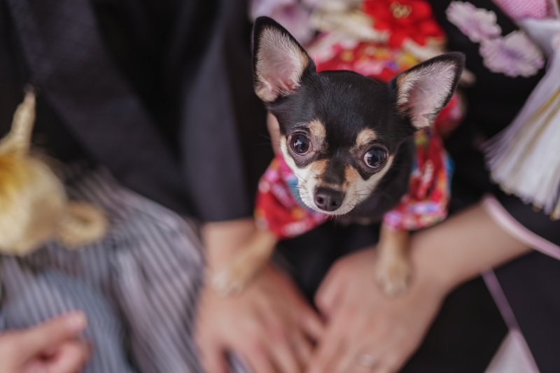 愛犬もおめかしして*