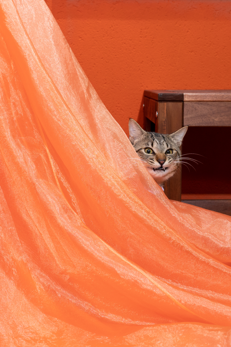 僕のこともわすれないでよ！