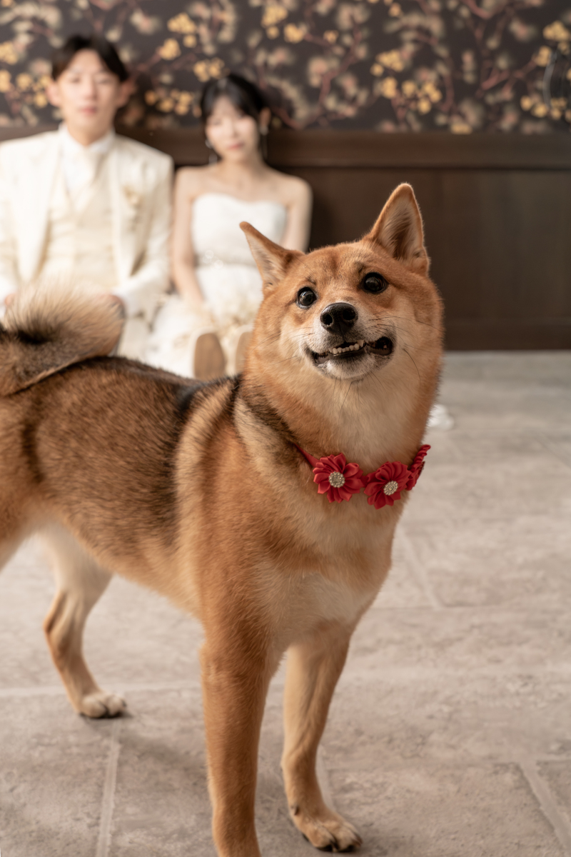 かわいい首輪でおめかし❁