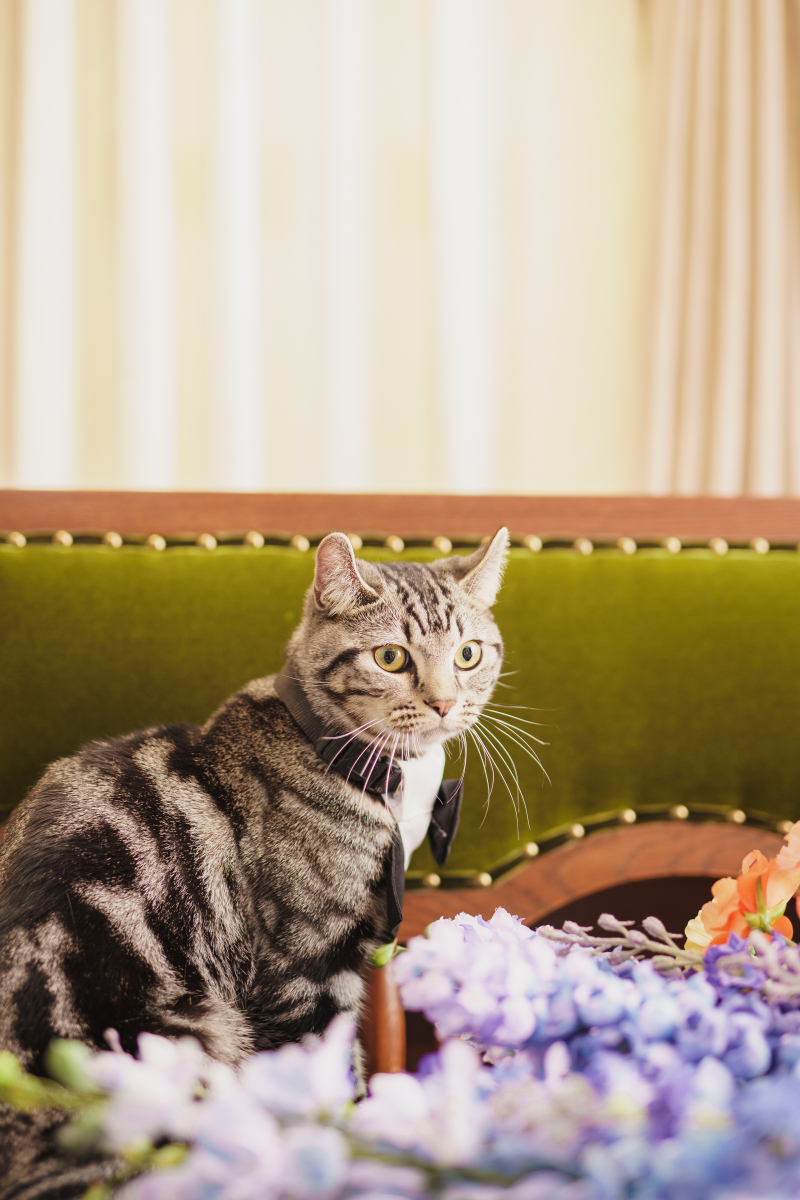 ネコちゃんのソロショットだってあります！