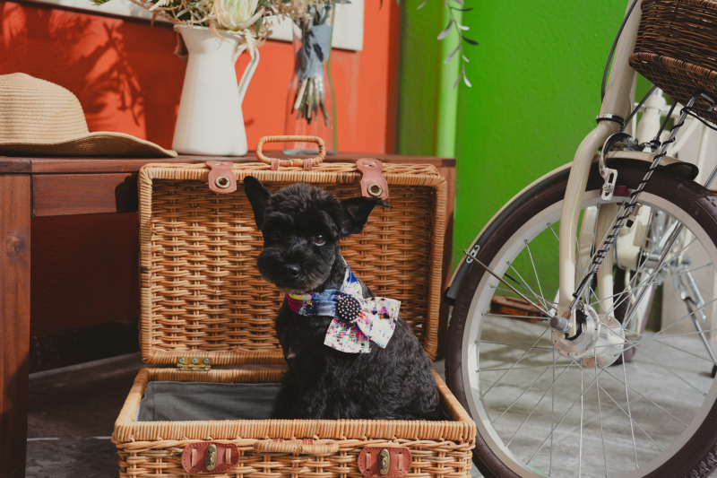 ワンちゃんのソロショットも