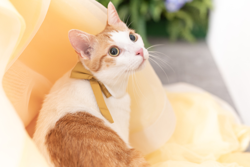 かわいいかわいい愛猫と一緒に♡