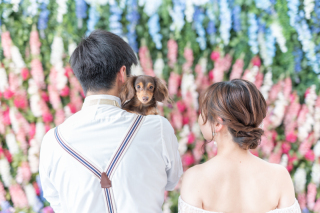 洋装特殊クリーニング(ペット撮影時は必須)