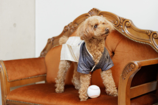 和装スタジオ撮影