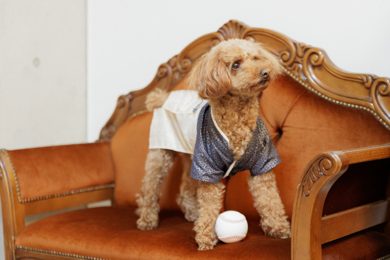 和装スタジオ撮影