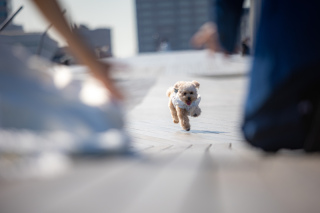 【大さん橋】洋装ロケーション撮影