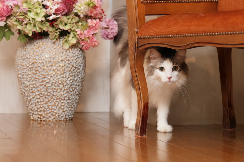 STUDIO Reir《スタジオレイル》_ペットと一緒に撮影できる