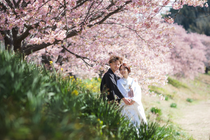 一足早い桜レポート!from南伊豆