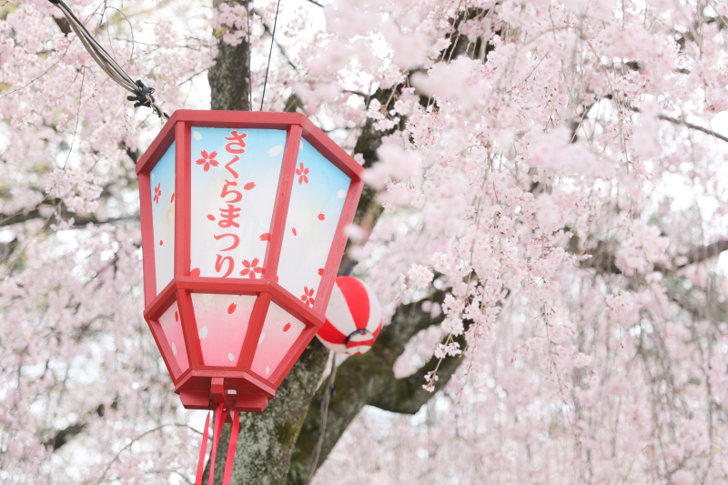 桜ショット