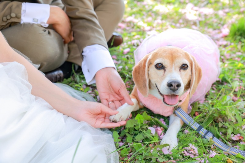 桜色のドレスで