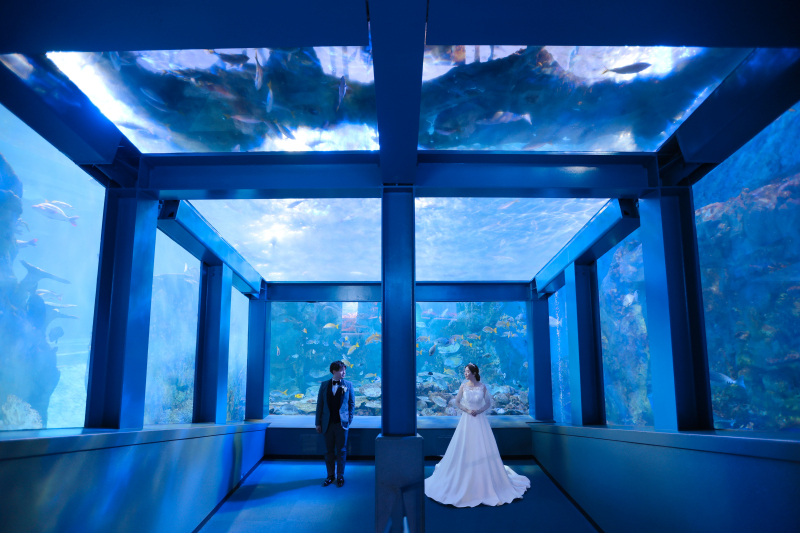 水槽に囲まれて