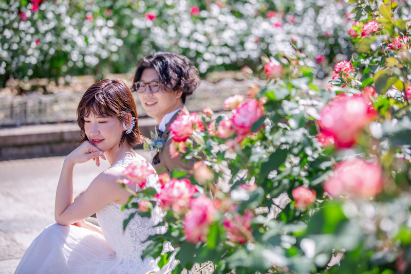 薔薇越しの