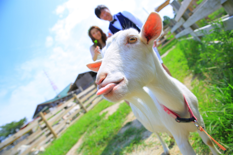 食いしん坊な白ヤギくん