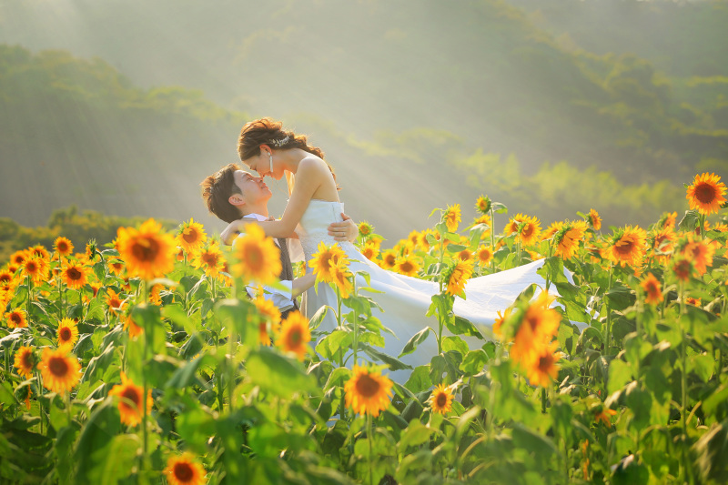 ひまわりの約束