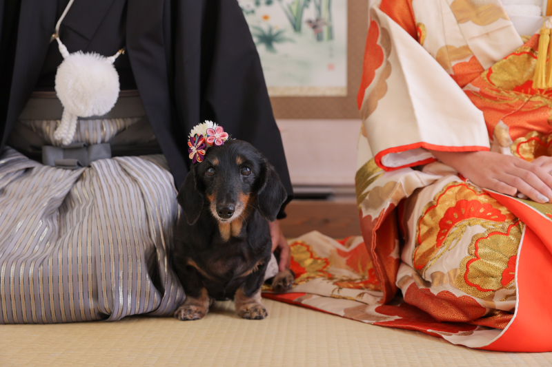 わんちゃんソロショットも