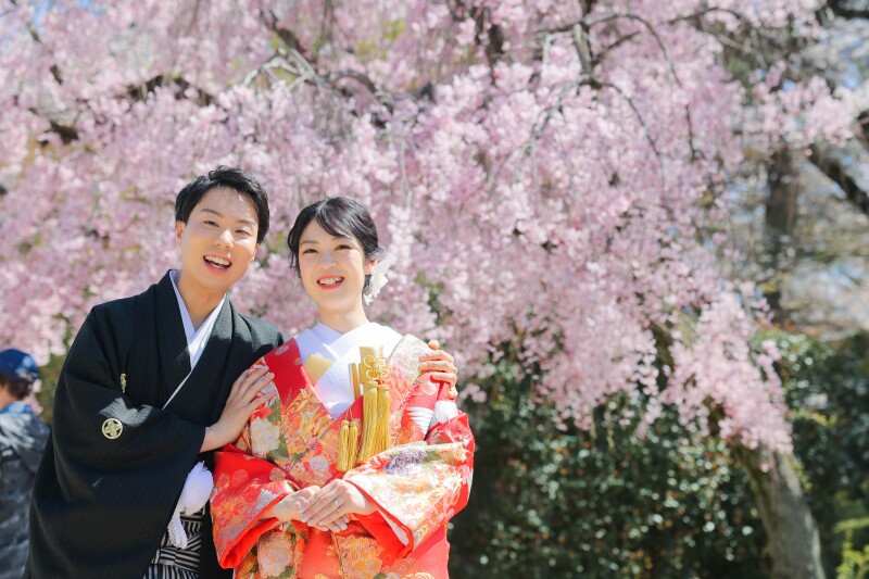 満開のしだれ桜と