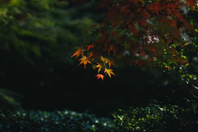 風景の一コマ。