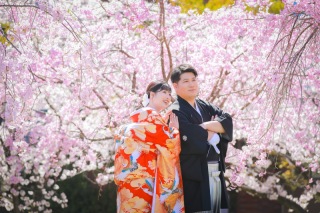 桜満開の白鳥庭園