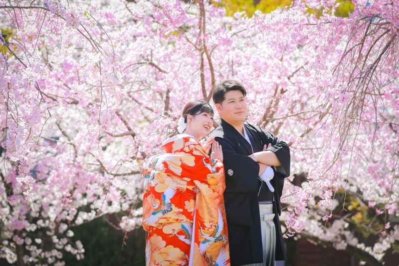 桜満開の白鳥庭園
