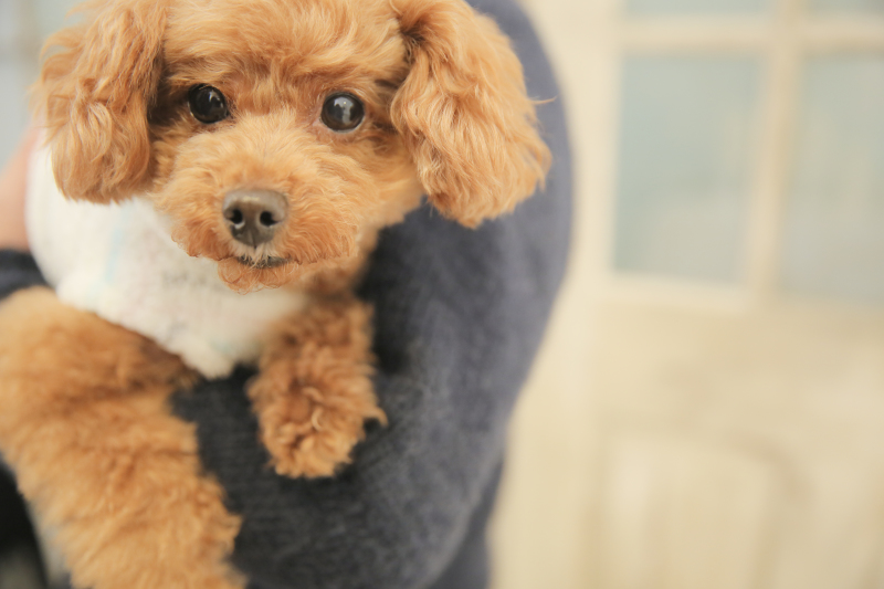 大好きなワンコとも♪