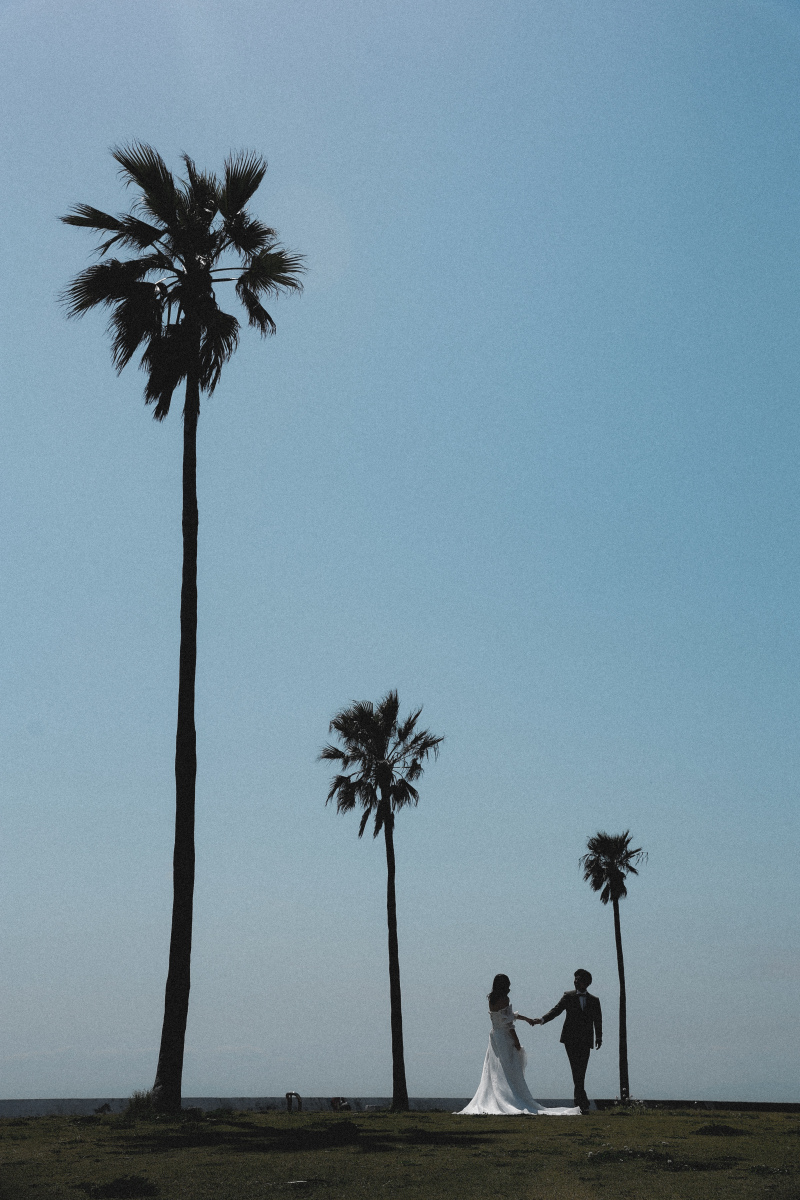 大きな椰子の木