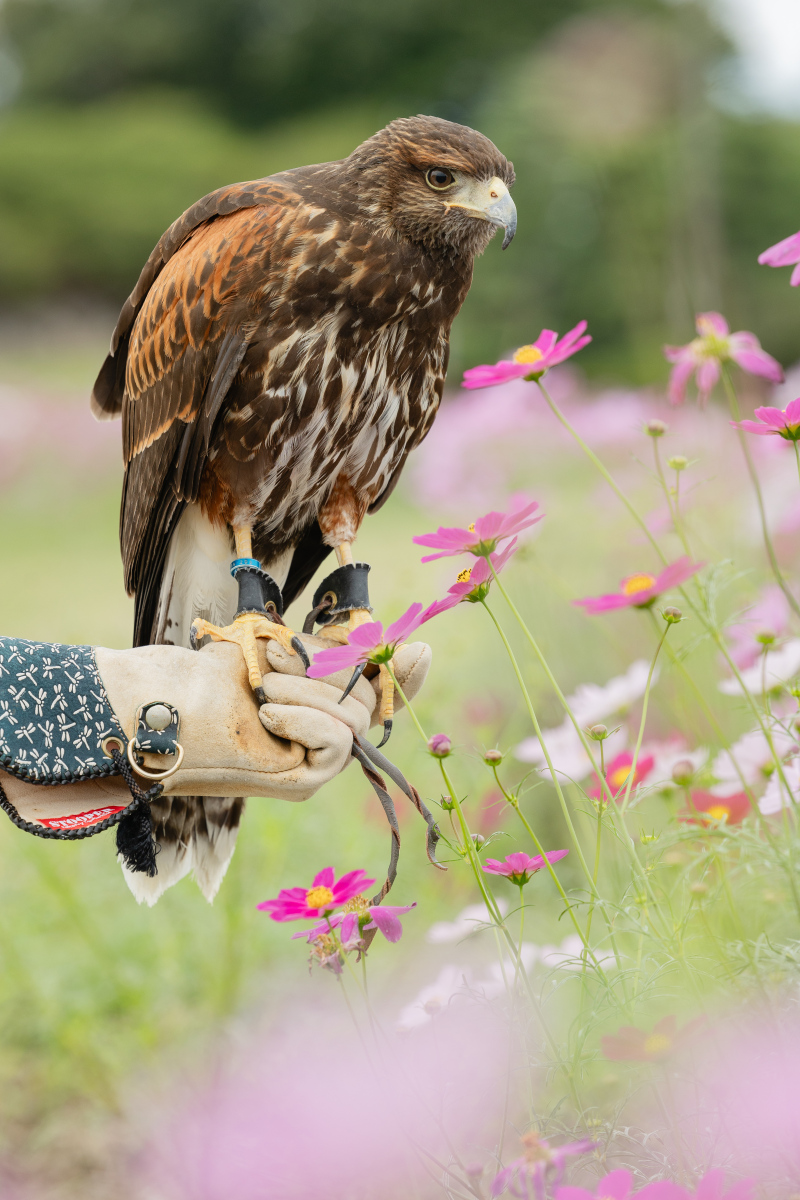 愛知牧場で動物フォト