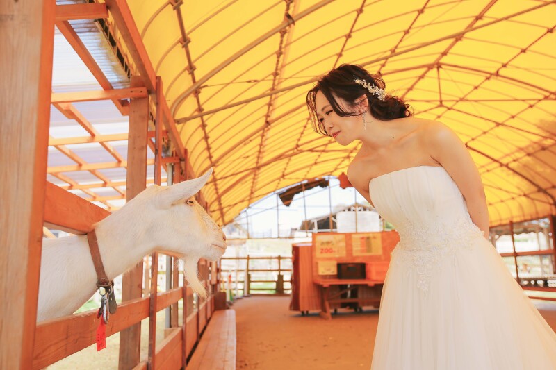 ひょっこりヤギさんと