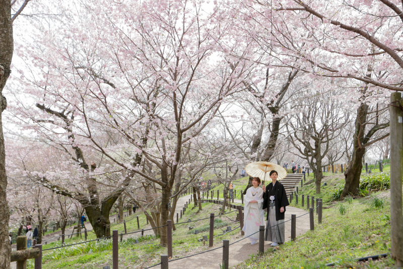 桜と和傘！