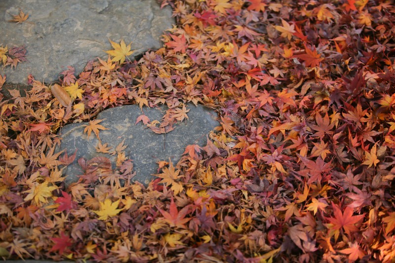 落ち葉とも