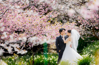 桜の季節きます。