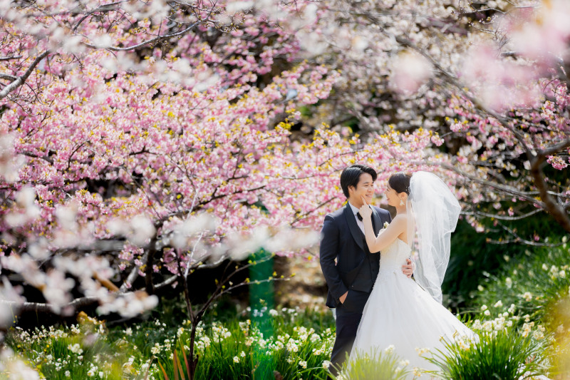 桜の季節きます。