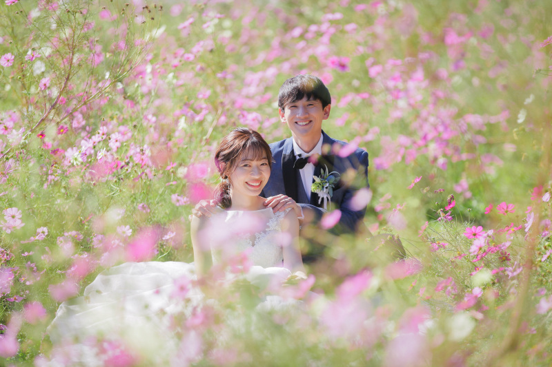 秋はコスモスが咲いています!