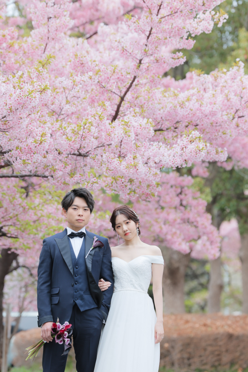 濃いピンクの桜と