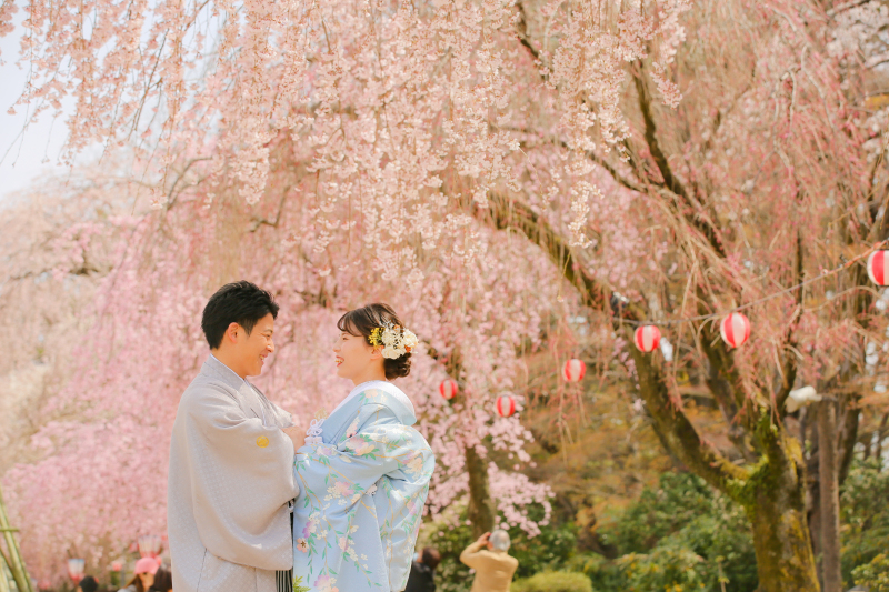 枝垂れ桜が綺麗に!