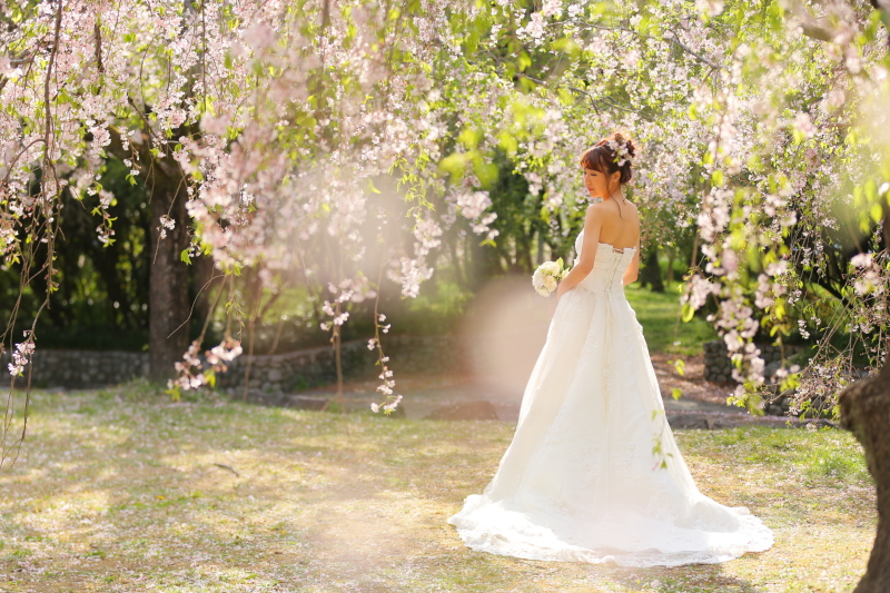 桜に包まれた後ろ姿