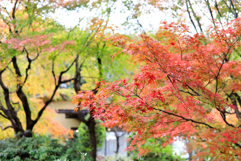 紅葉の時期に