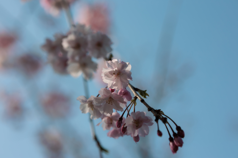 満開の桜