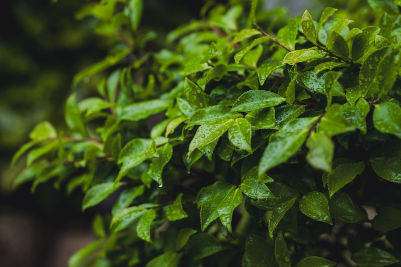 緑濃い雨の撮影