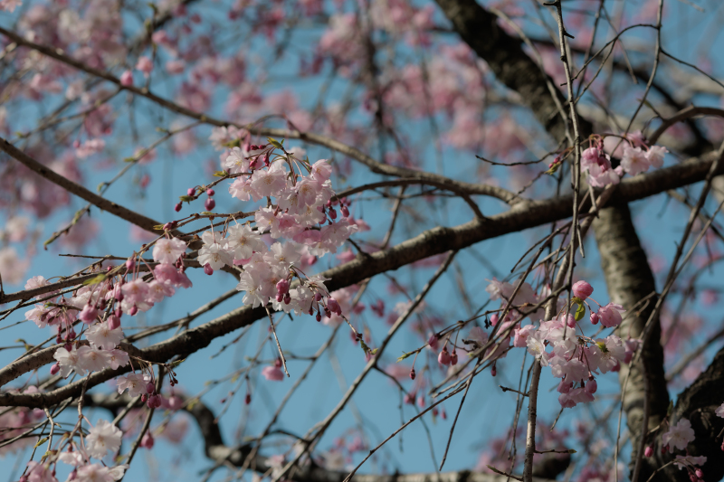桜咲く日和にあたたかなおふたりへ
